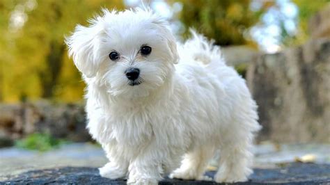 beyaz süs köpeği cinsleri